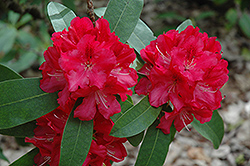 Wilgen's Ruby Rhododendron (Rhododendron 'Wilgen's Ruby') at Lakeshore Garden Centres