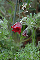 Red Cloak Pasqueflower (Pulsatilla vulgaris 'Red Cloak') at Lakeshore Garden Centres