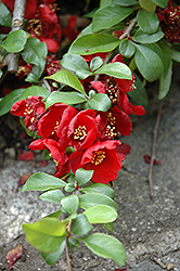 Crimson and Gold Flowering Quince (Chaenomeles x superba 'Crimson and Gold') at Lakeshore Garden Centres
