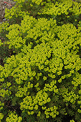 Fen's Ruby Cypress Spurge (Euphorbia cyparissias 'Fen's Ruby') at Lakeshore Garden Centres