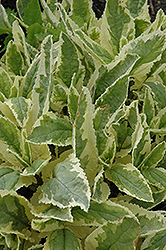Variegated Figwort (Scrophularia auriculata 'Variegata') at A Very Successful Garden Center