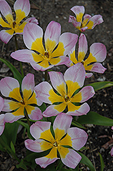 Eastern Star Crocus Tulip (Tulipa humilis 'Eastern Star') at A Very Successful Garden Center