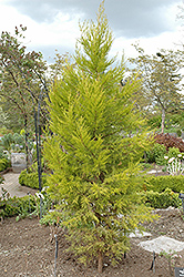 Yellow MacNab Cypress (Cupressus macnabiana 'Sulphurea') at Lakeshore Garden Centres