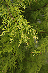 Yellow MacNab Cypress (Cupressus macnabiana 'Sulphurea') at A Very Successful Garden Center