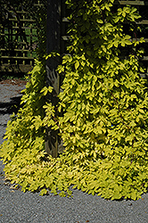 Golden Hops (Humulus lupulus 'Aureus') at A Very Successful Garden Center