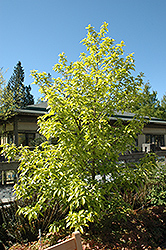 Chinese Parasol Tree (Melliodendron xylocarpum) at Stonegate Gardens