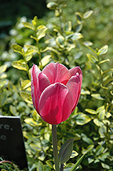 Candy Kisses Tulip (Tulipa 'Candy Kisses') at A Very Successful Garden Center