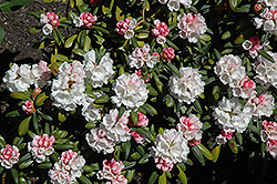 Koichiro Wada Rhododendron (Rhododendron yakushimanum 'Koichiro Wada') at Lakeshore Garden Centres