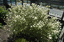 Mt. Airy Fothergilla (Fothergilla major 'Mt. Airy') at Stonegate Gardens