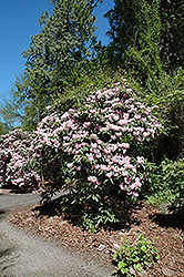 Silverleaf Rhododendron (Rhododendron argyrophyllum) at Stonegate Gardens