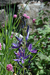 Suksdorf's Camassia (Camassia leichtlinii 'Suksdorfii') at A Very Successful Garden Center
