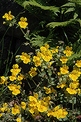Yellow Monkey Flower (Mimulus guttatus) at A Very Successful Garden Center