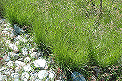 Long-Stoloned Sedge (Carex inops) at A Very Successful Garden Center
