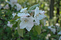Belle de Boskoop Apple (Malus 'Belle de Boskoop') at Stonegate Gardens