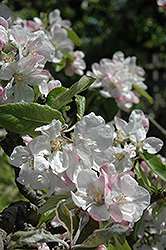 Wealthy Apple (Malus 'Wealthy') at A Very Successful Garden Center
