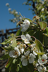 Clapp's Favorite Pear (Pyrus communis 'Clapp's Favorite') at A Very Successful Garden Center