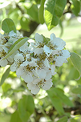 Highland Pear (Pyrus communis 'Highland') at A Very Successful Garden Center