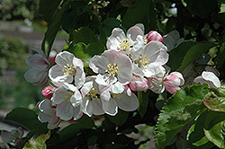 Jonagold Apple (Malus 'Jonagold') at A Very Successful Garden Center