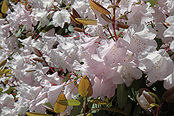 Temple Bells Rhododendron (Rhododendron 'Temple Bells') at A Very Successful Garden Center