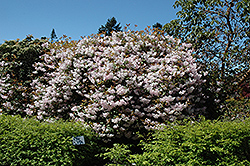 Temple Bells Rhododendron (Rhododendron 'Temple Bells') at Stonegate Gardens