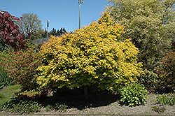 Katsura Japanese Maple (Acer palmatum 'Katsura') at A Very Successful Garden Center