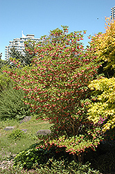 Redvein Enkianthus (Enkianthus campanulatus) at Stonegate Gardens