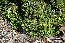 Minutifolia Norway Spruce (Picea abies 'Minutifolia') at Stonegate Gardens