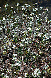 Alba Bog Rosemary (Andromeda polifolia 'Alba') at A Very Successful Garden Center