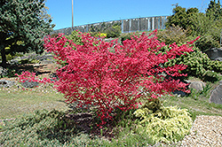 Shindeshojo Japanese Maple (Acer palmatum 'Shindeshojo') at A Very Successful Garden Center