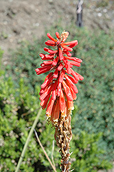Sarmentosa Torchlily (Kniphofia sarmentosa) at Stonegate Gardens