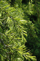 Repandens Deodar Cedar (Cedrus deodara 'Repandens') at Lakeshore Garden Centres