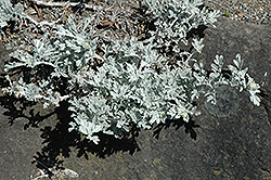 Dusty Miller (Artemisia stelleriana) at Lakeshore Garden Centres