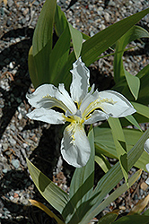 White Japanese Rooftop Iris (Iris tectorum 'Alba') at A Very Successful Garden Center