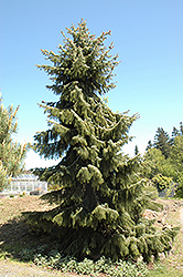 Brewer's Weeping Spruce (Picea breweriana) at A Very Successful Garden Center