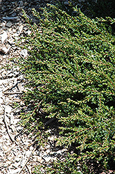 Expansa Parson's Juniper (Juniperus davurica 'Expansa') at A Very Successful Garden Center