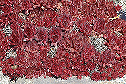 Brunneifloium Hens And Chicks (Sempervivum marmoreum 'Brunneifolium') at Lakeshore Garden Centres