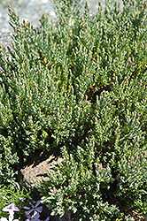 Grey Forest Juniper (Juniperus horizontalis 'Grey Forest') at Stonegate Gardens