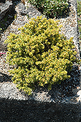 Yatsubusa Yezo Spruce (Picea jezoensis 'Yatsubusa') at A Very Successful Garden Center