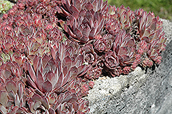 Purdy's Big Red Hens And Chicks (Sempervivum 'Purdy's Big Red') at Lakeshore Garden Centres