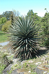 Schott's Yucca (Yucca schottii) at A Very Successful Garden Center