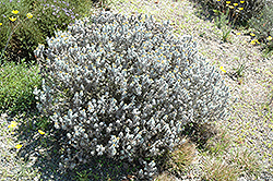 Cape Gold (Helichrysum splendidum) at A Very Successful Garden Center