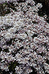 Pink Ice Candytuft (Iberis 'Pink Ice') at A Very Successful Garden Center