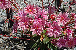 Bitterroot (Lewisia cotyledon) at A Very Successful Garden Center