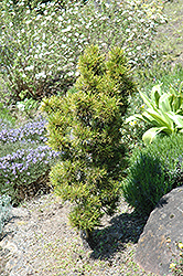 Green Thumb Swiss Stone Pine (Pinus cembra 'Green Thumb') at Stonegate Gardens