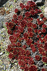 Rubrifolium Hens And Chicks (Sempervivum marmoreum 'Rubrifolium') at Lakeshore Garden Centres
