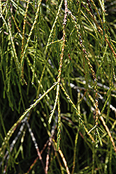 Filifera Threadleaf Arborvitae (Thuja plicata 'Filifera') at Lakeshore Garden Centres