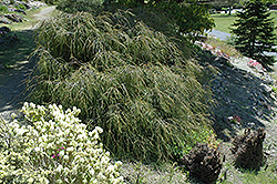 Filifera Threadleaf Arborvitae (Thuja plicata 'Filifera') at A Very Successful Garden Center