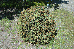 Pocono Red Spruce (Picea rubens 'Pocono') at A Very Successful Garden Center