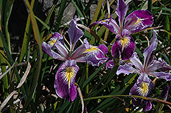 Tough Leaf Iris (Iris tenax) at A Very Successful Garden Center