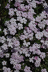 White Spreading Phlox (Phlox diffusa 'Alba') at A Very Successful Garden Center